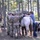 Students Undergo Equine Training Prior to Exercise Students Undergo Equine Training Prior to Exercise