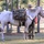 Students Undergo Equine Training Prior to Exercise Students Undergo Equine Training Prior to Exercise