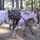 Students Undergo Equine Training Prior to Exercise Students Undergo Equine Training Prior to Exercise