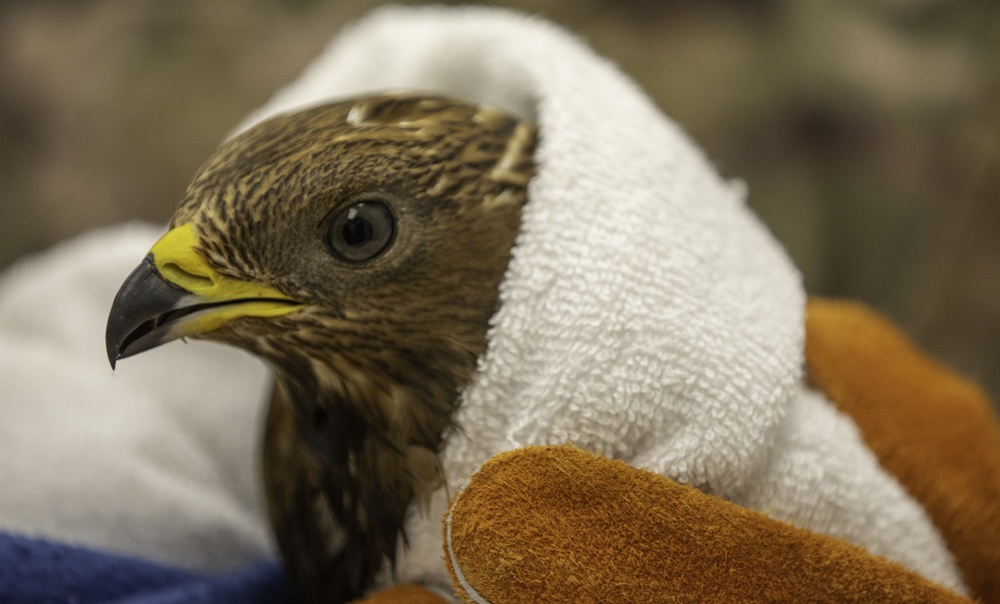 Raptor Visits Vet