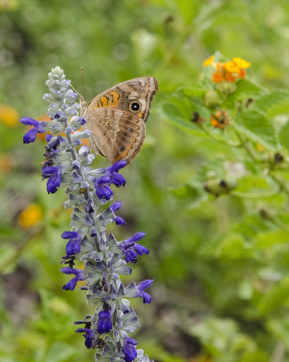 A Common Buckeye butterfly in the NAS Kingsville pollinator garden.