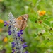 A Common Buckeye butterfly in the NAS Kingsville pollinator garden.