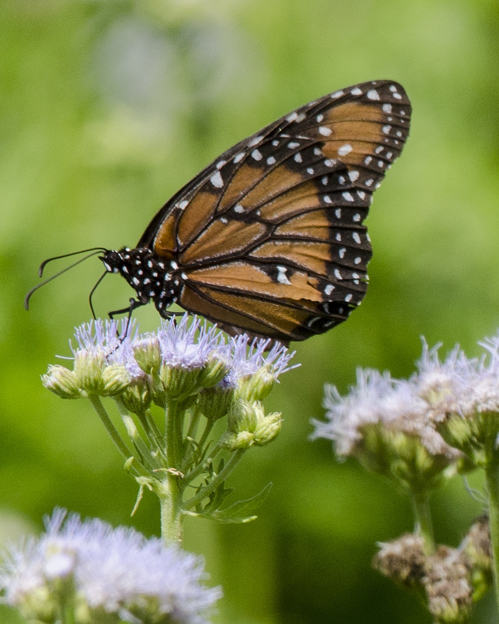 A Queen butterfly in the NAS Kingsville pollinator garden