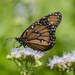 A Queen butterfly in the NAS Kingsville pollinator garden