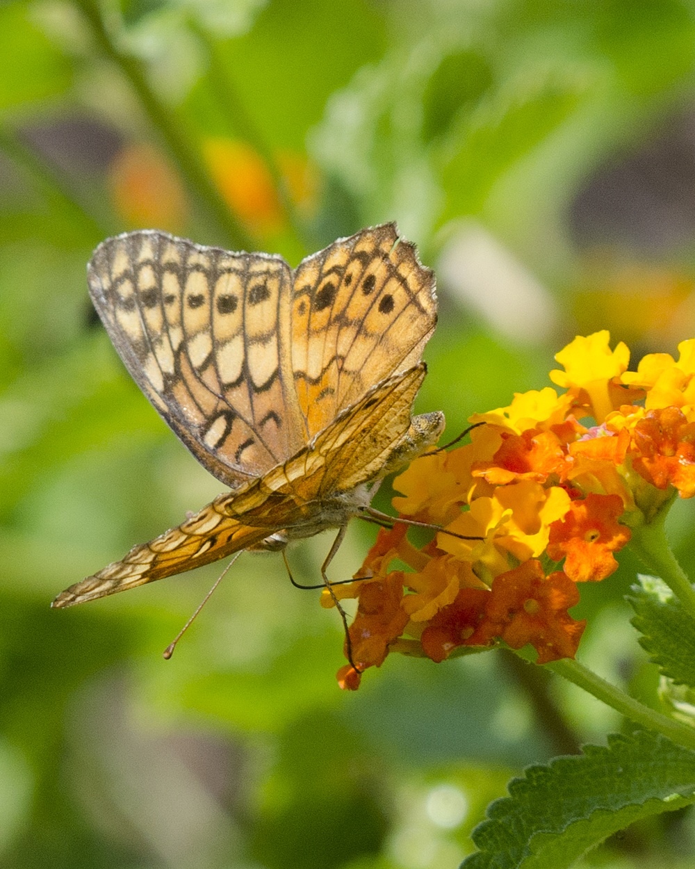 The NAS Kingsville pollinator garden attracts several varieties of butterflies.