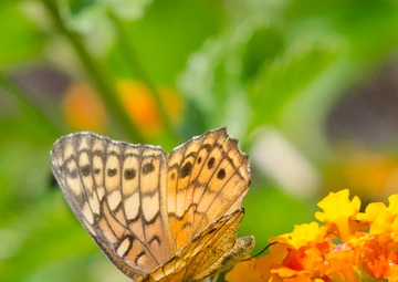The NAS Kingsville pollinator garden attracts several varieties of butterflies.