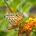 The NAS Kingsville pollinator garden attracts several varieties of butterflies.