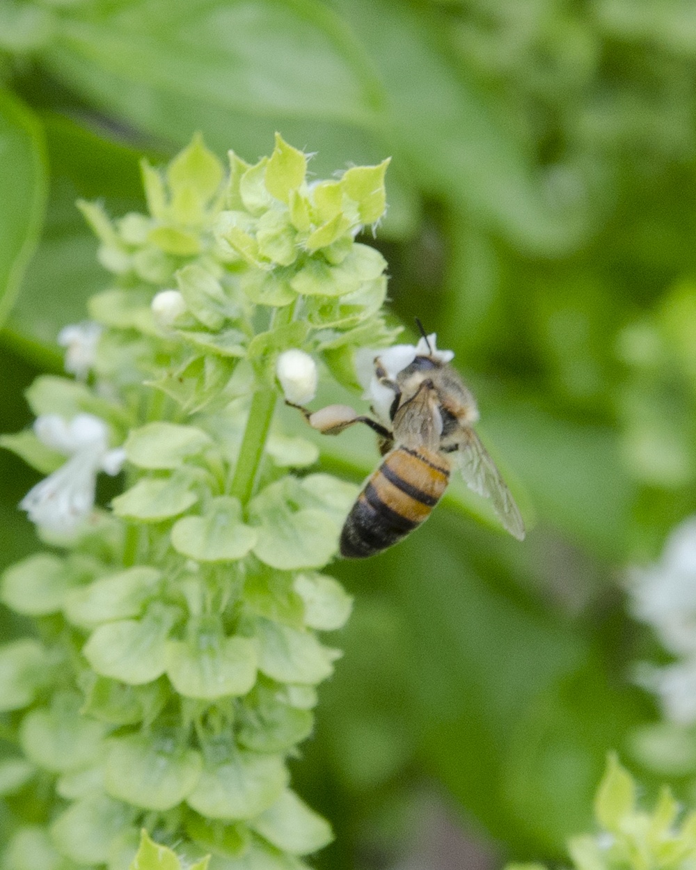 A bee hunts for nectar in the NAS Kingsville pollinator garden.