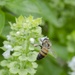 A bee hunts for nectar in the NAS Kingsville pollinator garden.