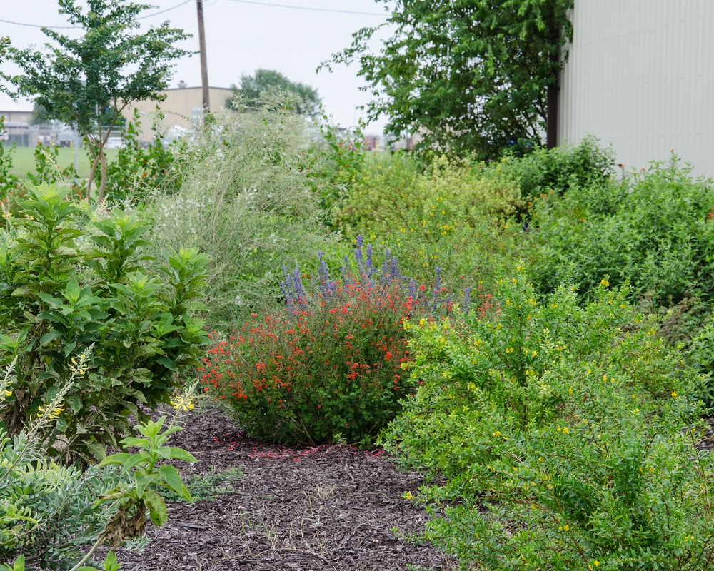 A view of the variety of plants that make up or that comprise the NAS Kingsville pollinator garden