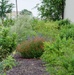 A view of the variety of plants that make up or that comprise the NAS Kingsville pollinator garden