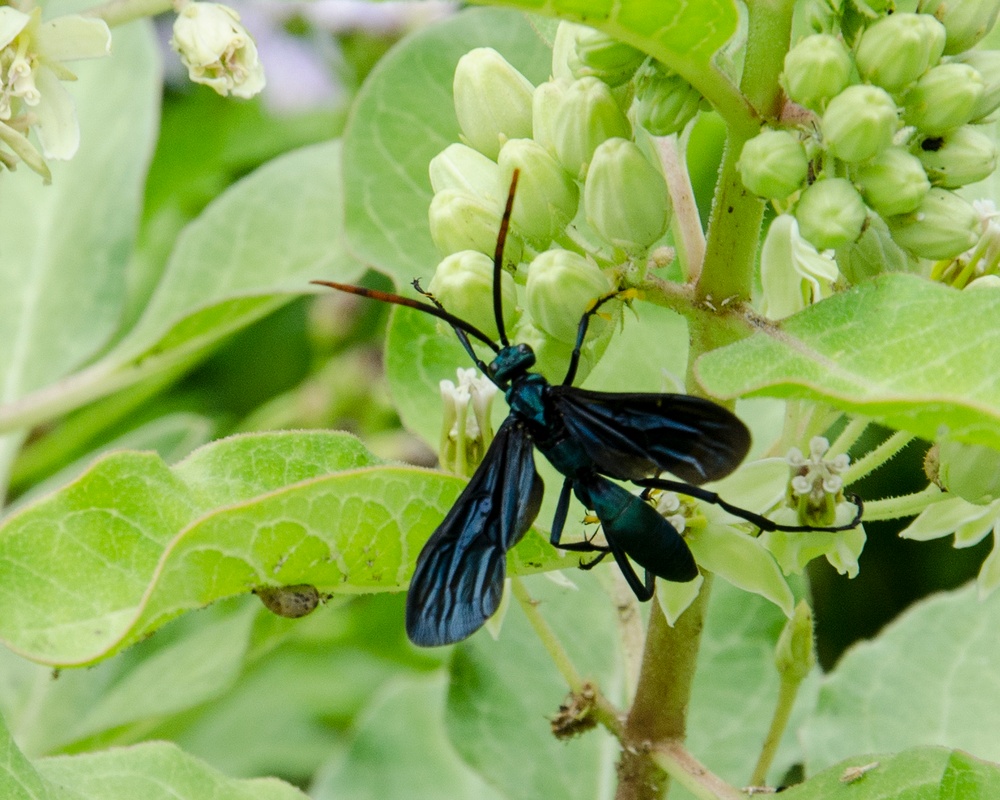 A wasp feeding int he NAS Kingsville pollinator garden