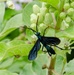 A wasp feeding int he NAS Kingsville pollinator garden