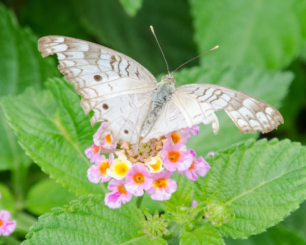 A White Peacock butterfly at the NAS Kingsville pollinator garden.