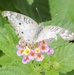 A White Peacock butterfly at the NAS Kingsville pollinator garden.