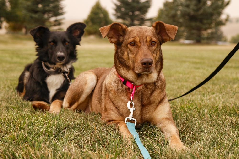 Cinnamon and Pepper in grass