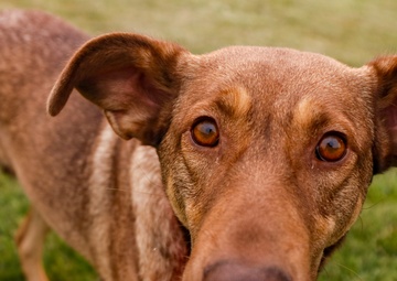 Cinnamon puppy dog eyes