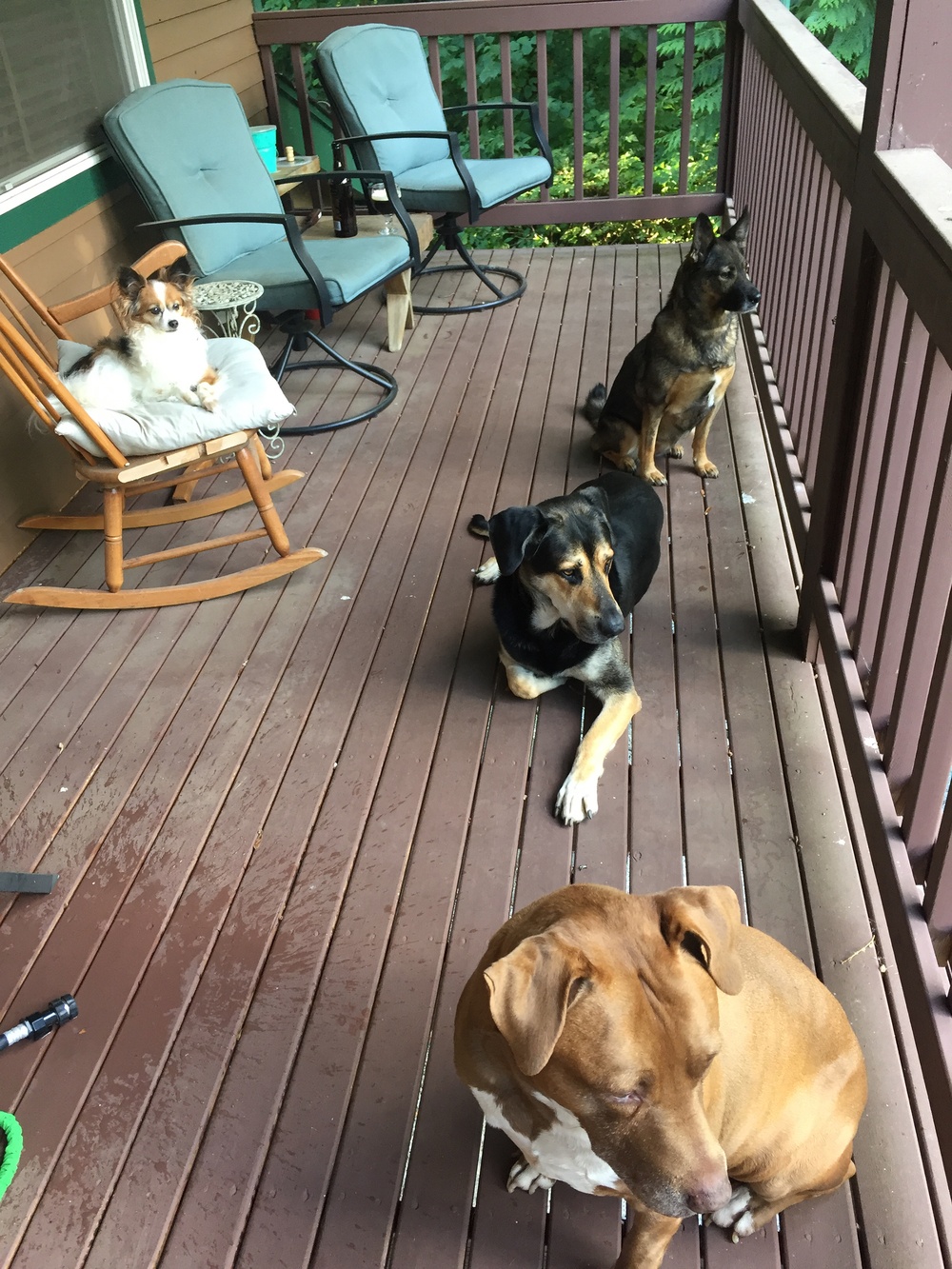 Dogs on porch