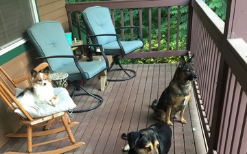Dogs on porch