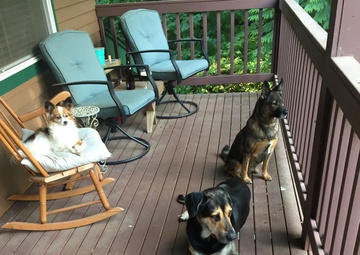 Dogs on porch