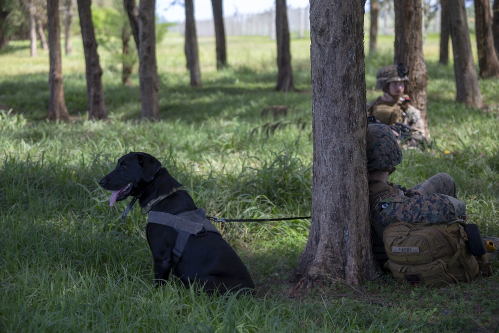 Echo Company, BLT 2/4, 31st MEU conducts Helo Raid