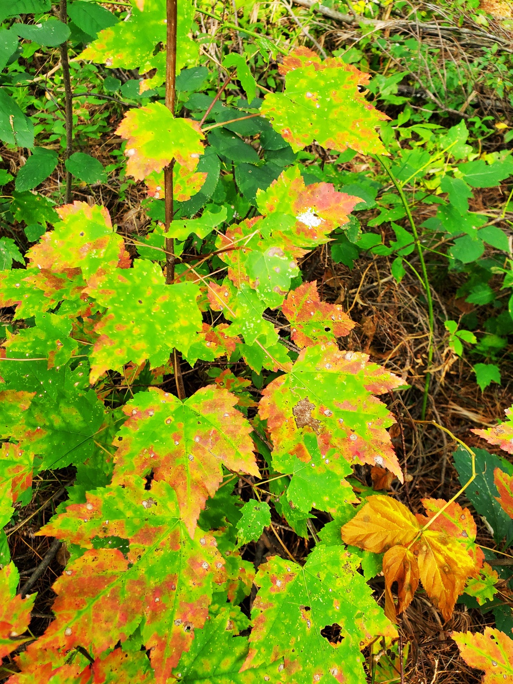 Fort McCoy's Pine View Recreation Area