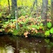 Fort McCoy's Pine View Recreation Area