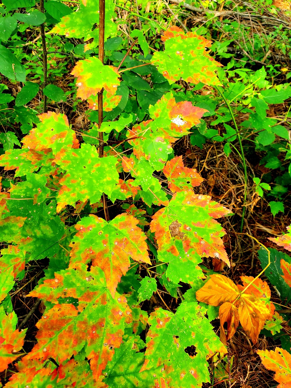 Fort McCoy's Pine View Recreation Area