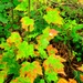 Fort McCoy's Pine View Recreation Area