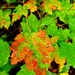 Fort McCoy's Pine View Recreation Area