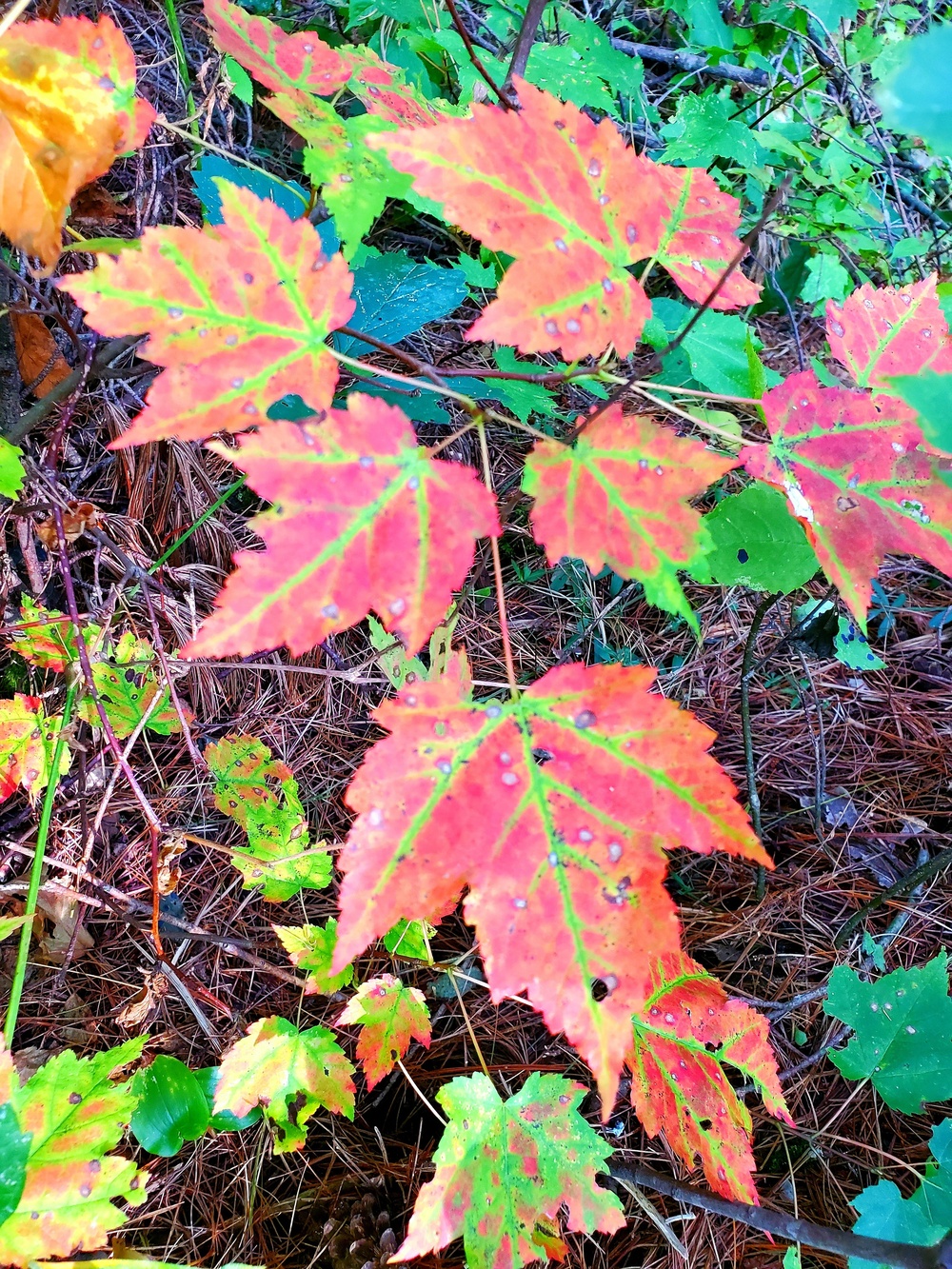 Fort McCoy's Pine View Recreation Area