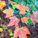 Fort McCoy's Pine View Recreation Area