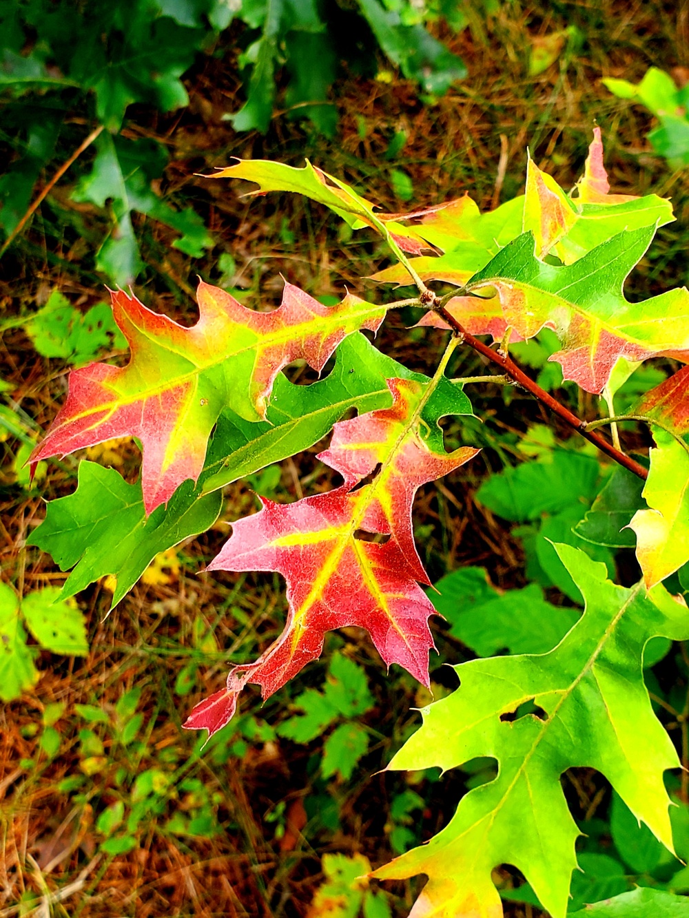 Fort McCoy's Pine View Recreation Area