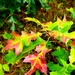 Fort McCoy's Pine View Recreation Area