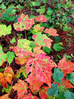 Fort McCoy's Pine View Recreation Area