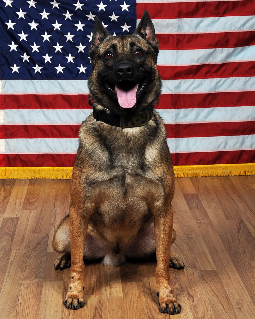 Military Working Dog