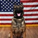 Military Working Dog