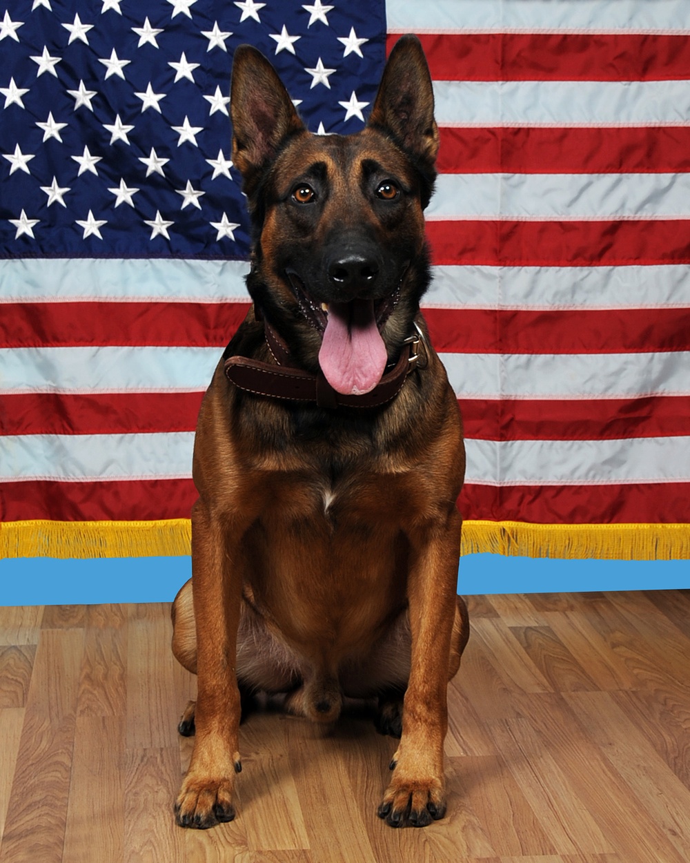 Military Working Dog