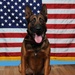 Military Working Dog