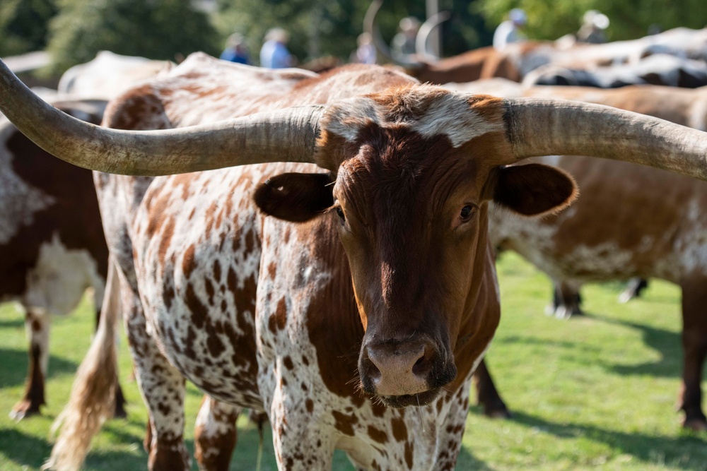 22nd Annual Cattle Drive kicks off Flying Rodeo