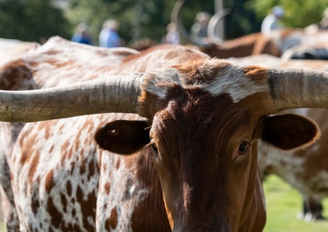 22nd Annual Cattle Drive kicks off Flying Rodeo