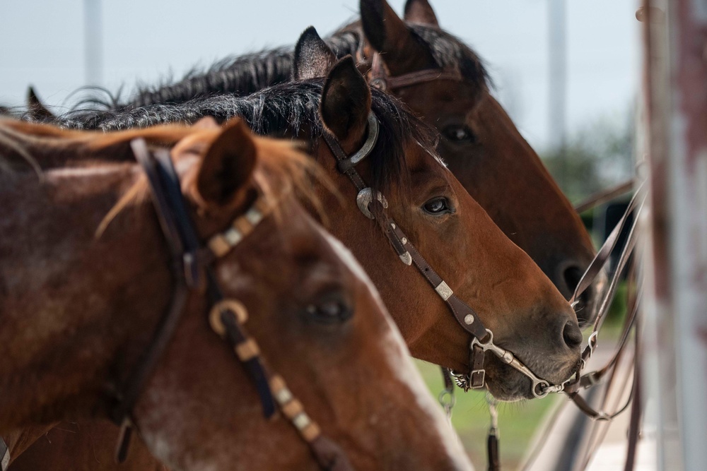 22nd Annual Cattle Drive kicks off Flying Rodeo