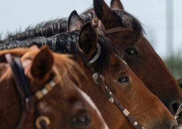 22nd Annual Cattle Drive kicks off Flying Rodeo