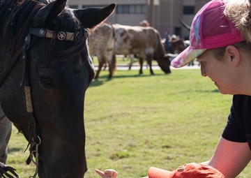 22nd Annual Cattle Drive kicks off Flying Rodeo