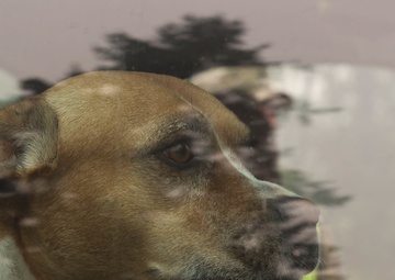 Oregon Army National Guard Soldiers man traffic control points to protect citizens from fire hazards