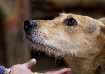 World Rabies Day: How military communities can help end rabies