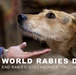 World Rabies Day: How military communities can help end rabies