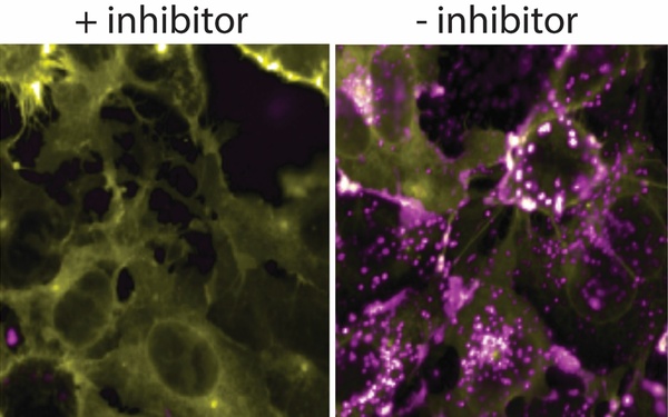 NRL, NCATS Scientists Develop Method to Safely Study COVID-19