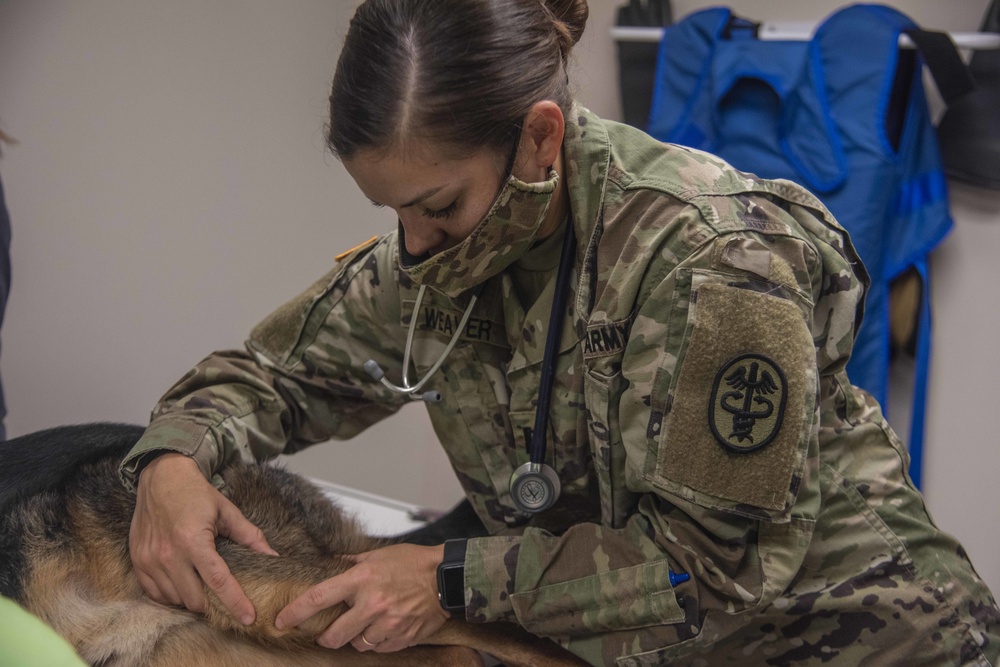 SJ vet clinic treats furry friends