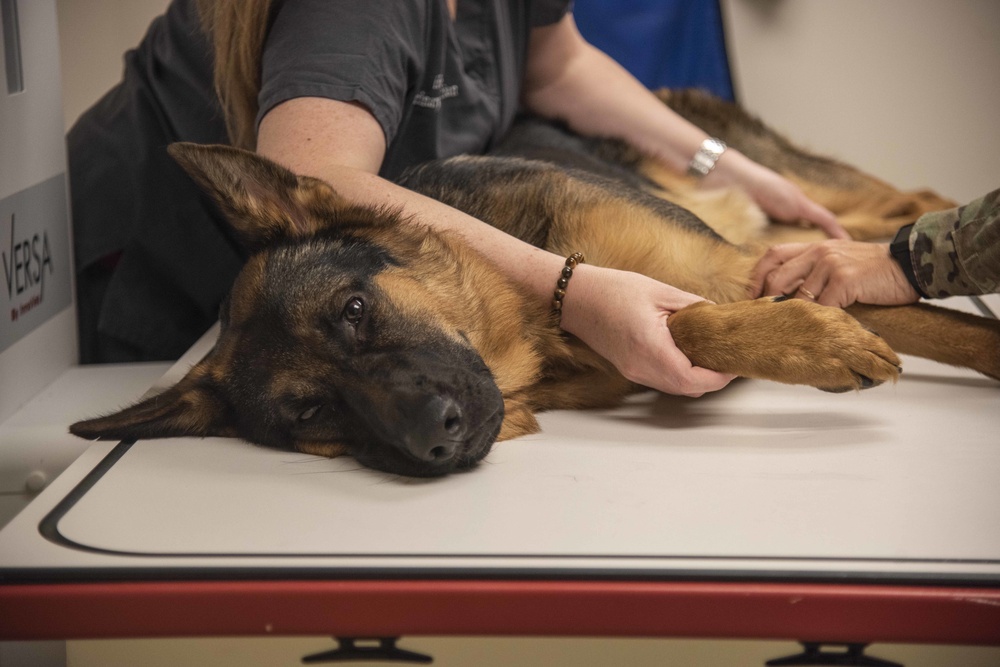 SJ vet clinic treats furry friends